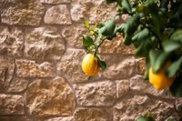 Zitrone hängt an einem Ast vor Steinmauer