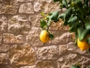 Zitrone hängt an einem Ast vor Steinmauer